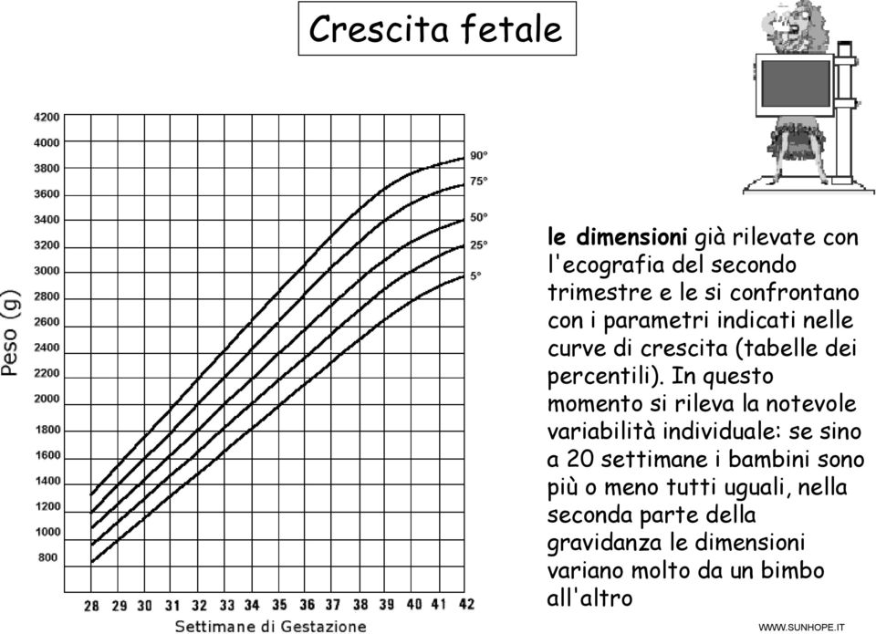 In questo momento si rileva la notevole variabilità individuale: se sino a 20 settimane i bambini