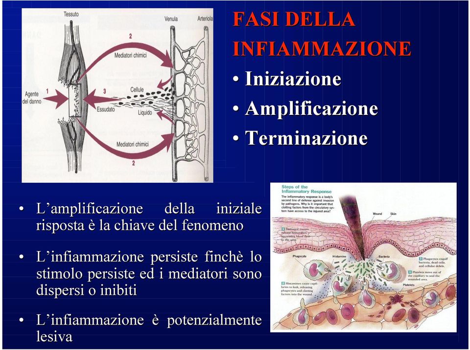 L infiammazione persiste finchè lo stimolo persiste ed i