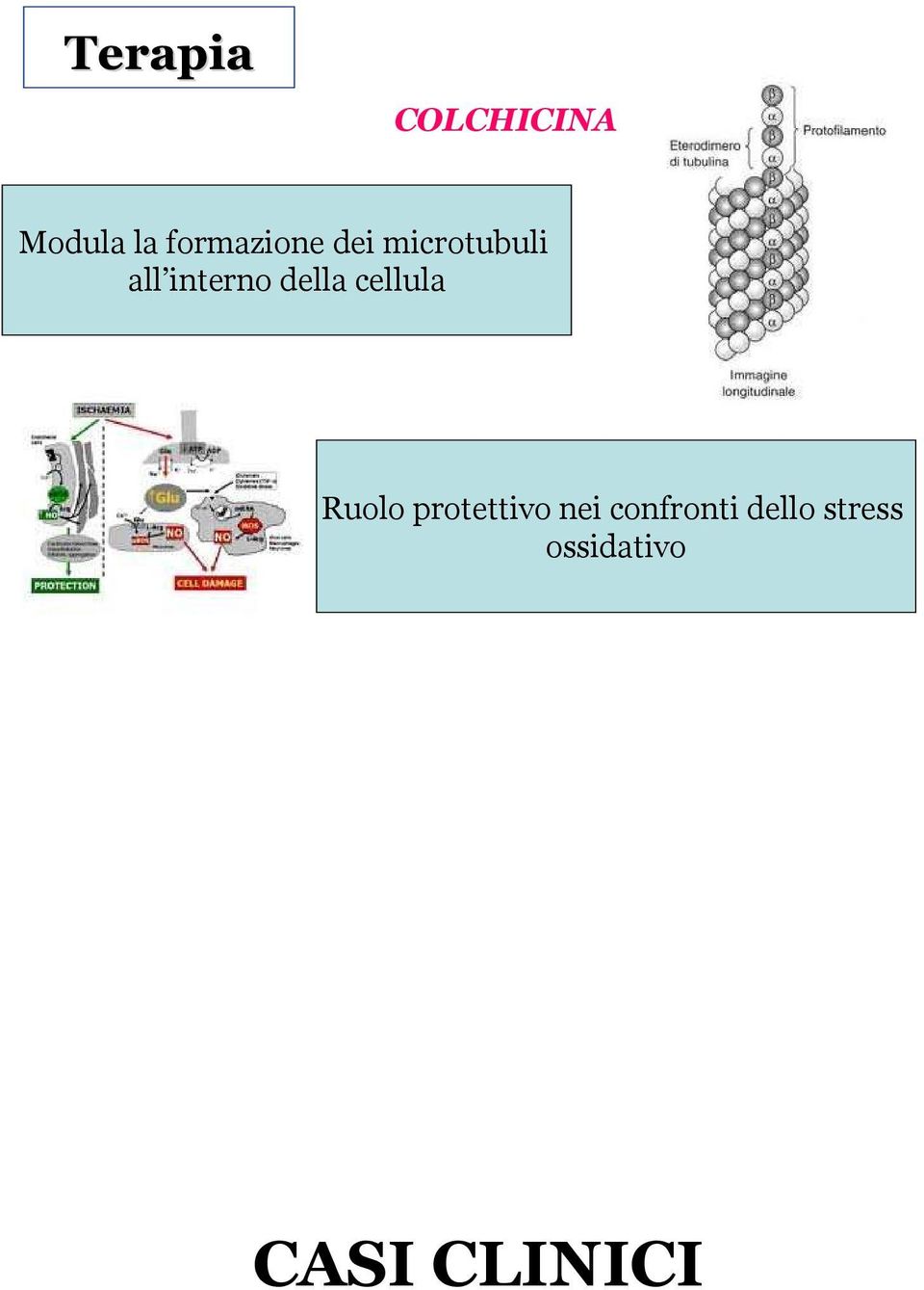 interno della cellula Ruolo