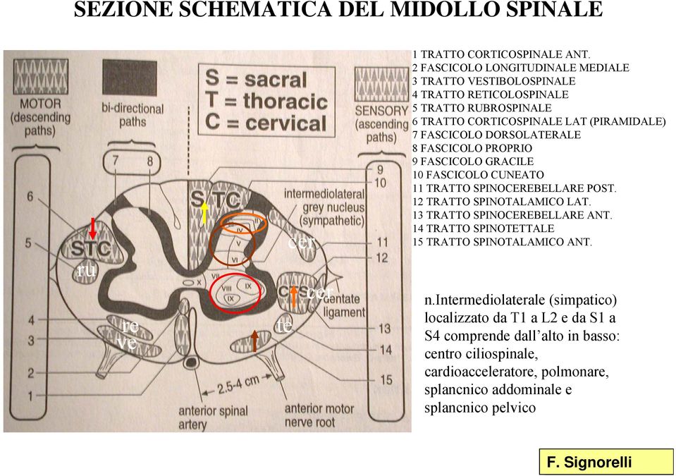 DORSOLATERALE 8 FASCICOLO PROPRIO 9 FASCICOLO GRACILE 10 FASCICOLO CUNEATO 11 TRATTO SPINOCEREBELLARE POST. 12 TRATTO SPINOTALAMICO LAT. 13 TRATTO SPINOCEREBELLARE ANT.