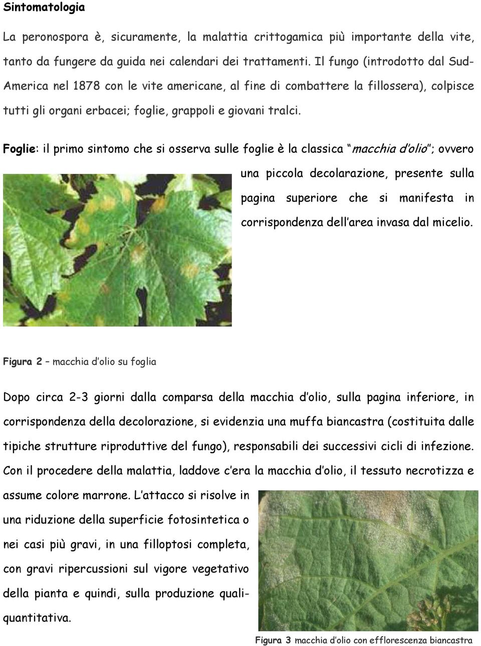 Foglie: il primo sintomo che si osserva sulle foglie è la classica macchia d olio ; ovvero una piccola decolarazione, presente sulla pagina superiore che si manifesta in corrispondenza dell area