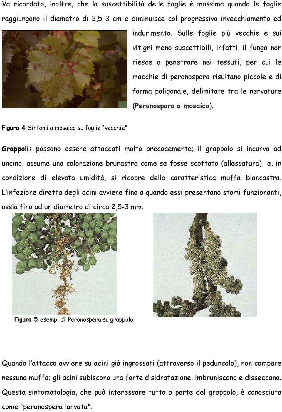 tra le nervature (Peronospora a mosaico).