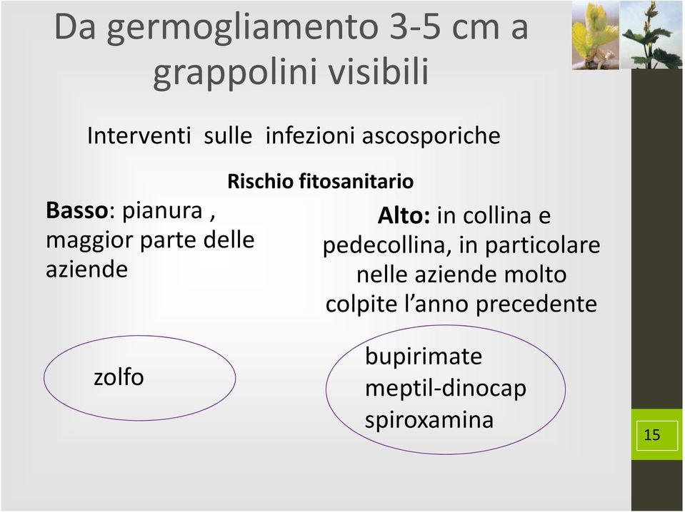 fitosanitario Alto: in collina e pedecollina, in particolare nelle