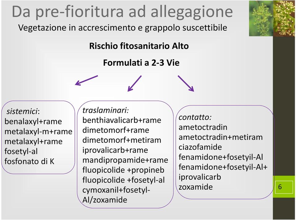 dimetomorf+rame dimetomorf+metiram iprovalicarb+rame mandipropamide+rame fluopicolide +propineb fluopicolide+fosetyl-al
