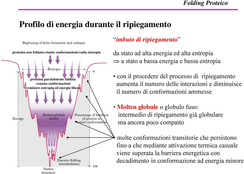 numero delle interazioni e diminuisce il numero di conformazioni ammesse Molten globule o globulo fuso: intermedio di ripiegamento già globulare ma ancora poco compatto