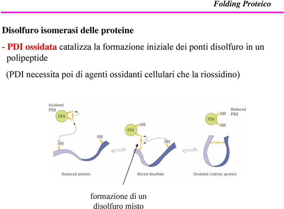 un polipeptide (PDI necessita poi di agenti ossidanti