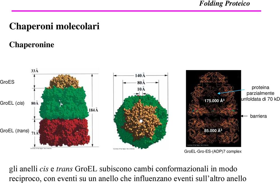 000 Å 3 GroEL-Gro-ES-(ADP)7 complex gli anelli cis e trans GroEL subiscono