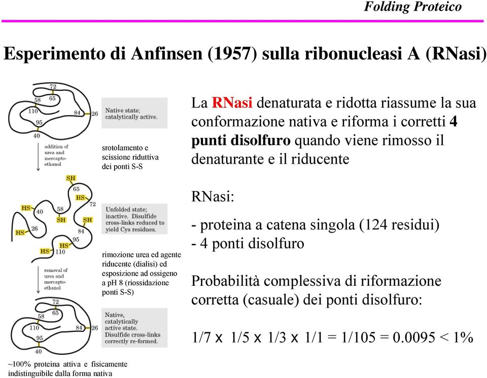 (dialisi) ed esposizione ad ossigeno a ph 8 (riossidazione ponti S-S) - proteina a catena singola (124 residui) - 4 ponti disolfuro Probabilità complessiva di