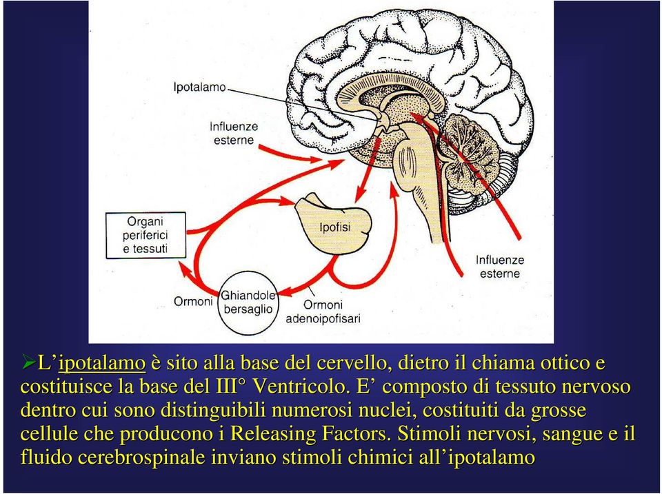 E E composto di tessuto nervoso dentro cui sono distinguibili numerosi nuclei,