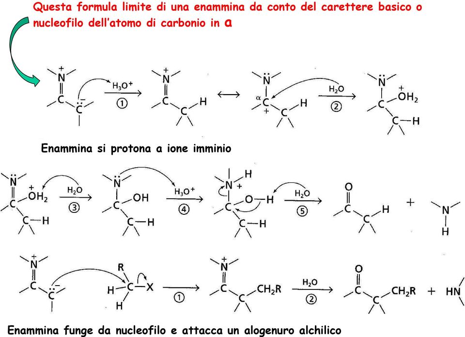 carbonio in a Enammina si protona a ione imminio