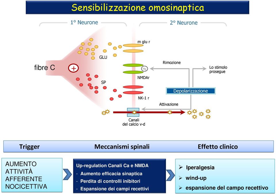 clinico AUMENTO ATTIVITÀ AFFERENTE NOCICETTIVA Up-regulation Canali Ca e NMDA - Aumento efficacia sinaptica