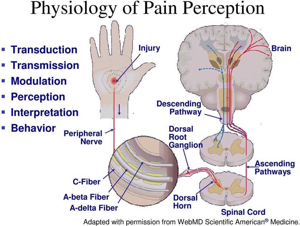 Dorsal Root Ganglion Brain Ascending Pathways A-beta Fiber A-delta Fiber