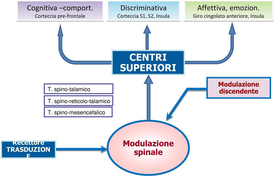 Affettiva, emozion. Giro cingolato anteriore, Insula T.