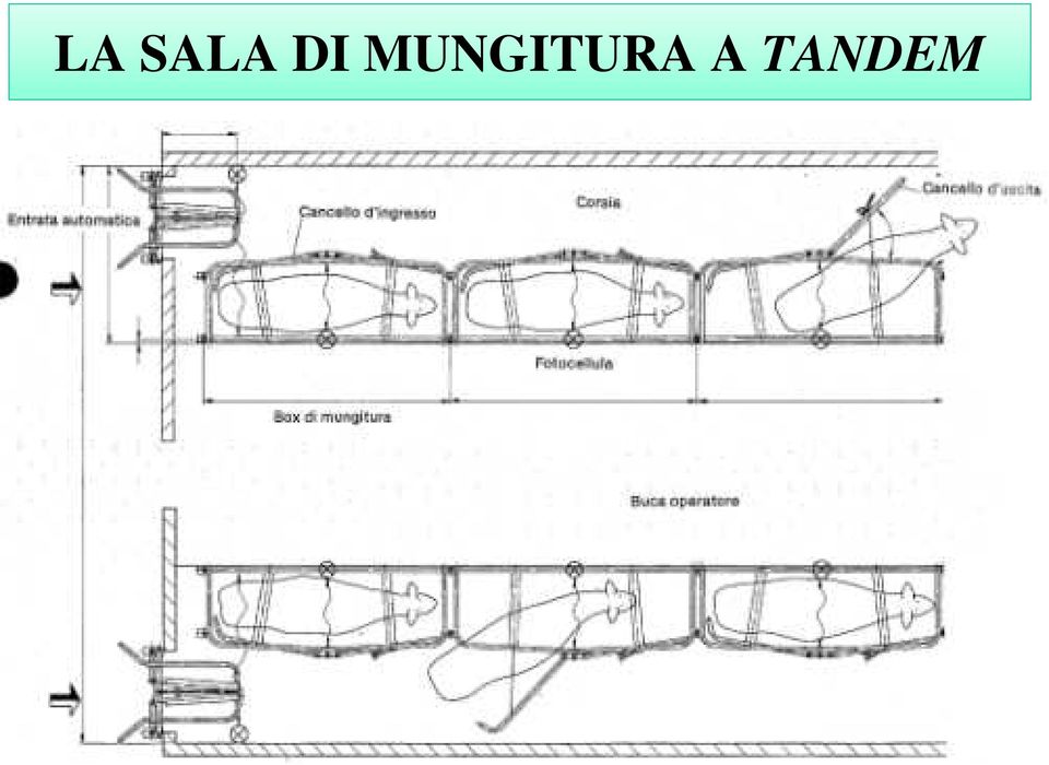 MUNGITURA