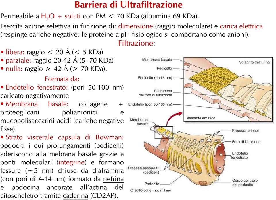 libera: raggio < 20 Å (< 5 KDa) parziale: raggio 20-42 Å (5-70 KDa) nulla: raggio > 42 Å (> 70 KDa).