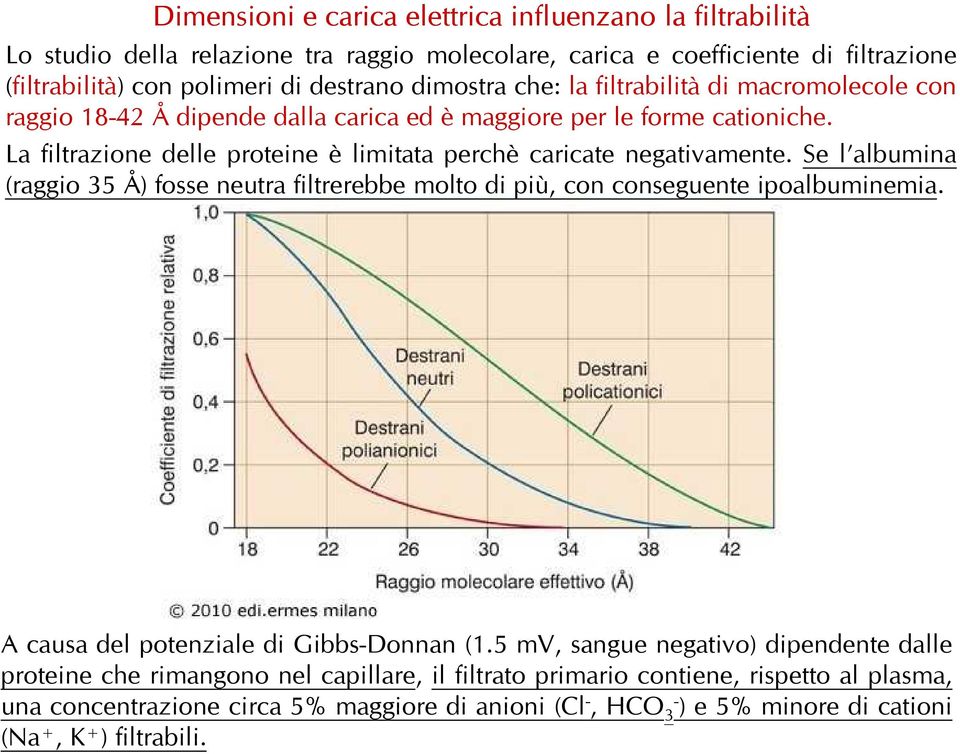 La filtrazione delle proteine è limitata perchè caricate negativamente. Se l albumina (raggio 35 Å) fosse neutra filtrerebbe molto di più, con conseguente ipoalbuminemia.