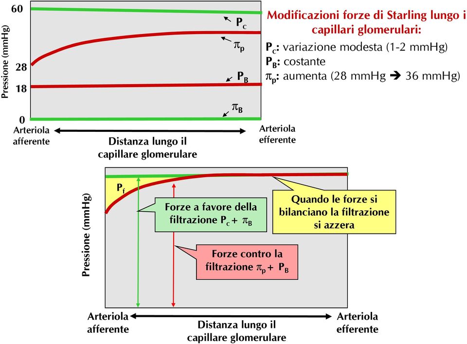 Arteriola efferente Pressione (mmhg) P f Forze a favore della filtrazione P c + B Forze contro la filtrazione p + P B