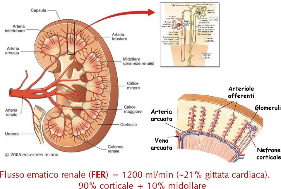 corticale Flusso ematico renale (FER) = 1200