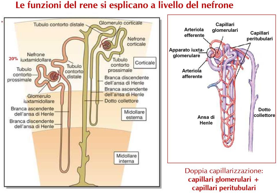 iuxtaglomerulare Arteriola afferente Ansa di Henle Dotto collettore