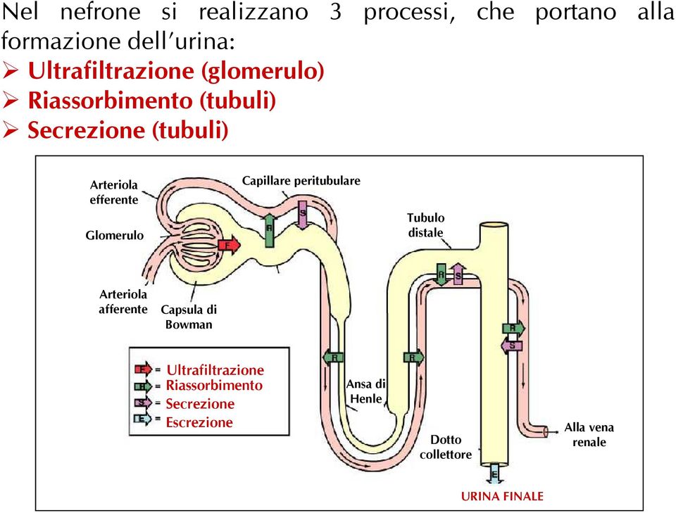 Glomerulo Capillare peritubulare Tubulo distale Arteriola afferente Capsula di Bowman