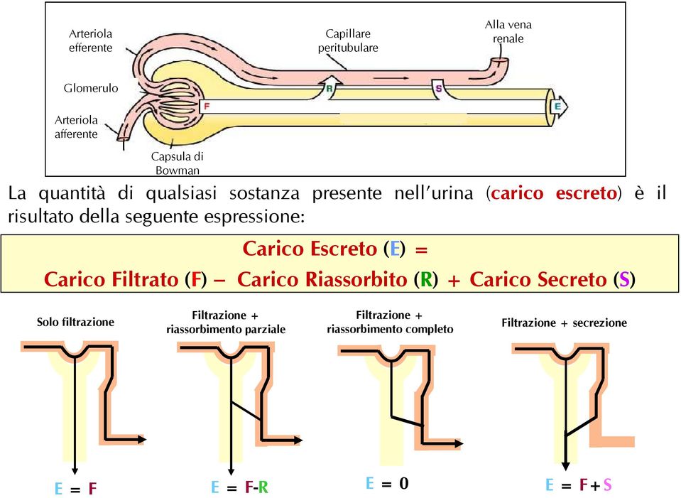 Carico Escreto (E) = Carico Filtrato (F) Carico Riassorbito (R) + Carico Secreto (S) Solo filtrazione