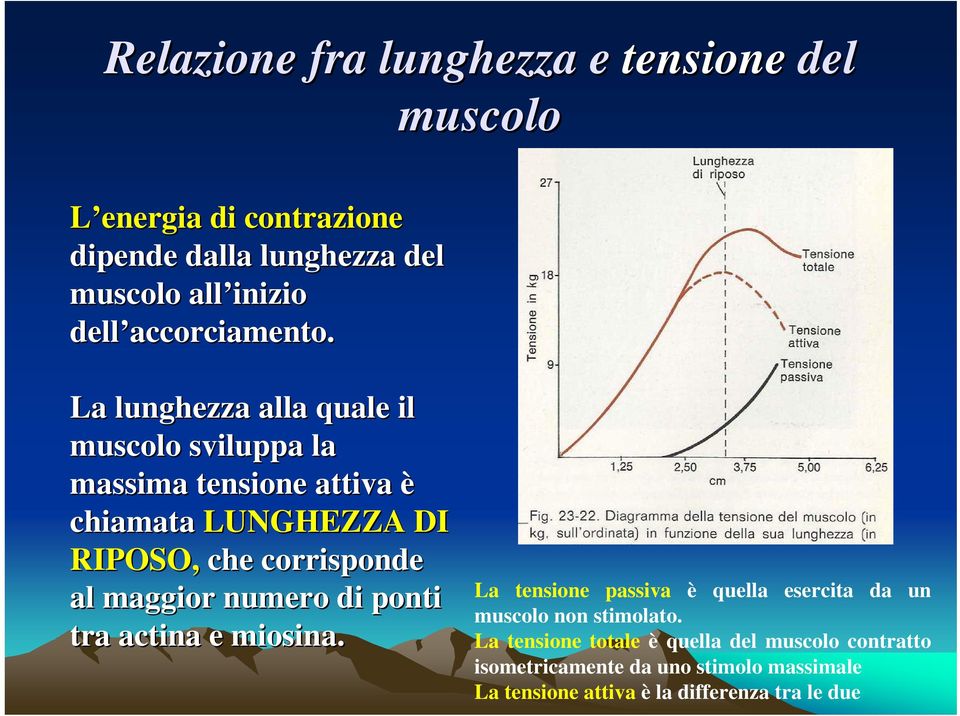 La lunghezza alla quale il muscolo sviluppa la massima tensione attiva è chiamata LUNGHEZZA DI RIPOSO, che corrisponde al