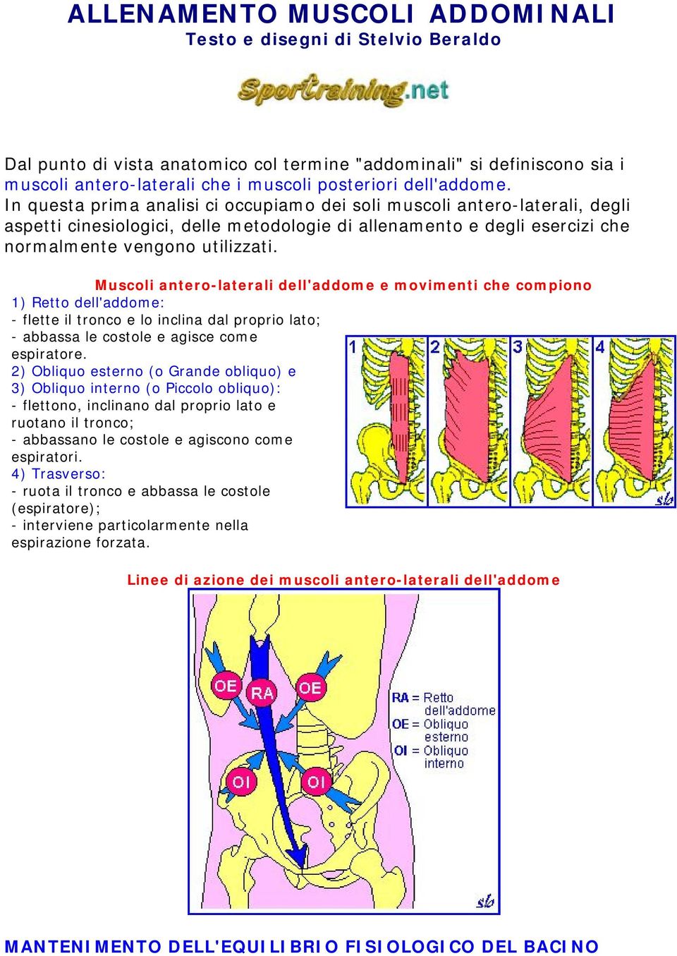 Muscoli antero-laterali dell'addome e movimenti che compiono 1) Retto dell'addome: - flette il tronco e lo inclina dal proprio lato; - abbassa le costole e agisce come espiratore.