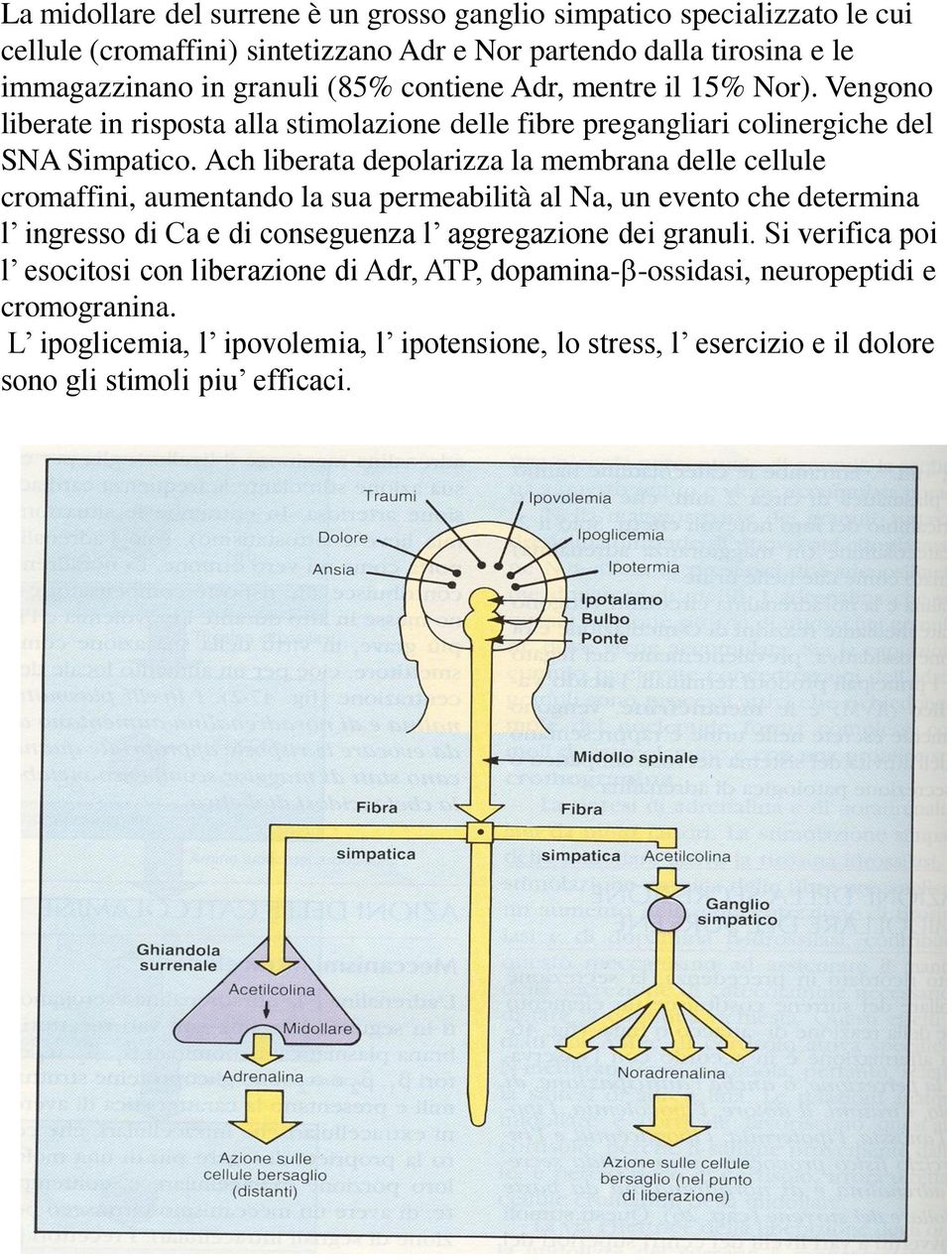 Ach liberata depolarizza la membrana delle cellule cromaffini, aumentando la sua permeabilità al Na, un evento che determina l ingresso di Ca e di conseguenza l aggregazione dei