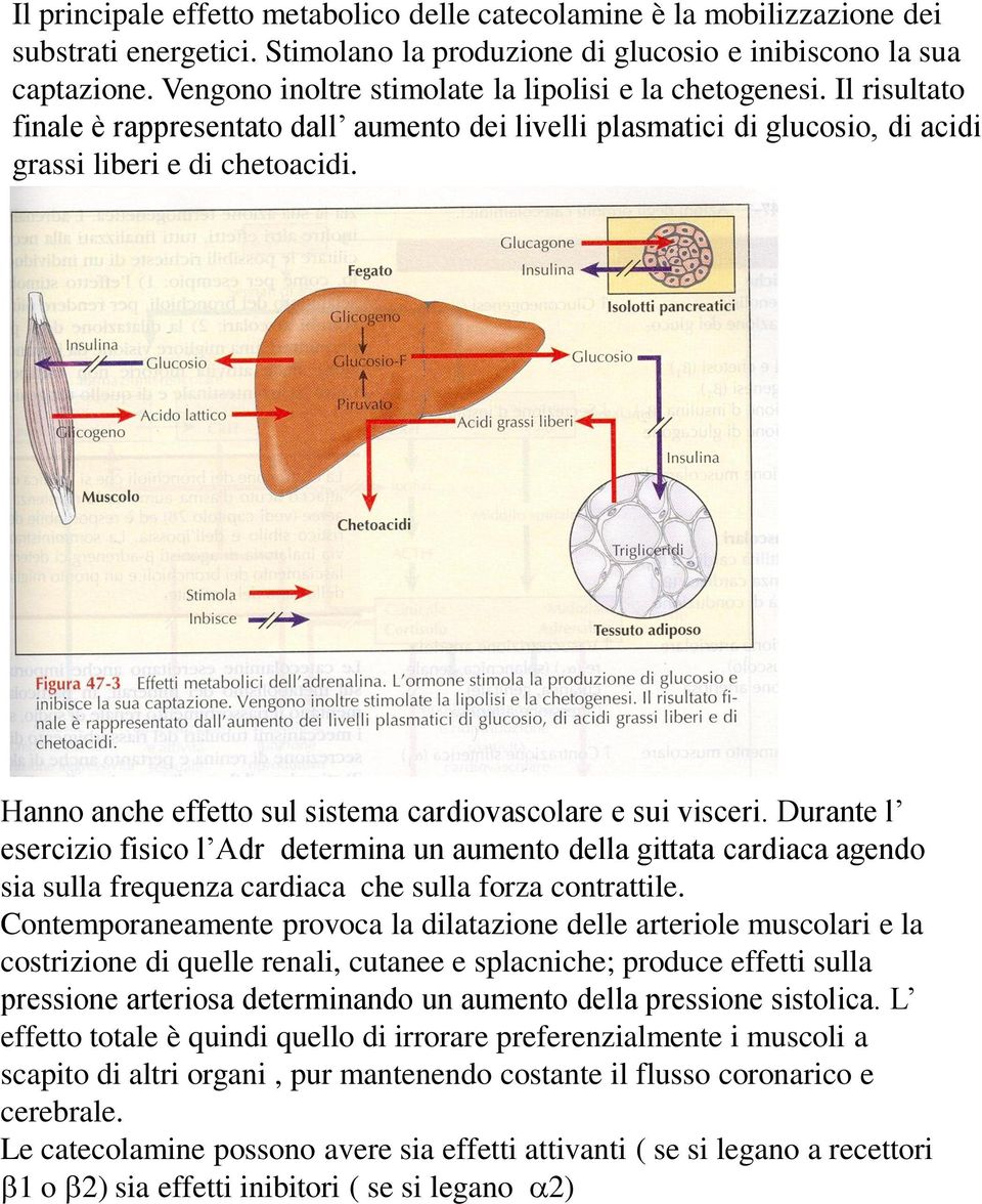 Hanno anche effetto sul sistema cardiovascolare e sui visceri.