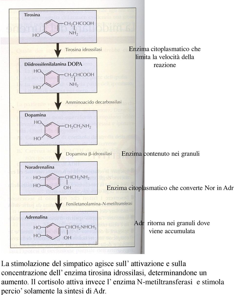 simpatico agisce sull attivazione e sulla concentrazione dell enzima tirosina idrossilasi, determinandone