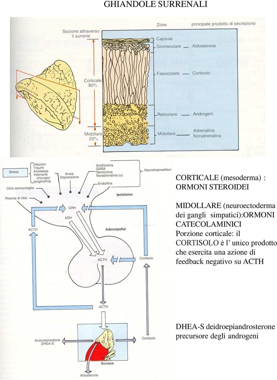 corticale: il CORTISOLO è l unico prodotto che esercita una azione di