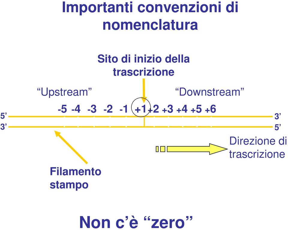 Filamento stampo -3-2 -1 Downstream +1+2 +3 +4