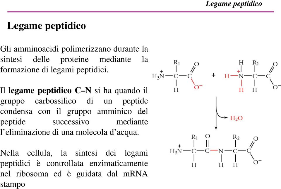 Il legame peptidico C N si ha quando il gruppo carbossilico di un peptide condensa con il gruppo amminico del