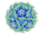 VIRUS Astrovirus Norovirus