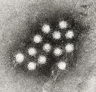 Hepatitis A virus Coxsachie