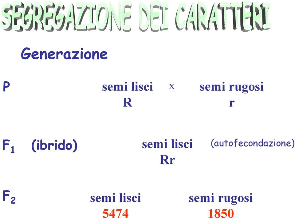 lisci (autofecondazione) F 2