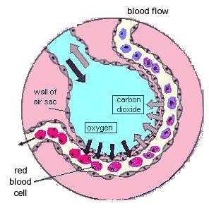 Sistema alveolare Avvengono gli scambi tra gli alveoli ed il sangue dei capillari polmonari Gli