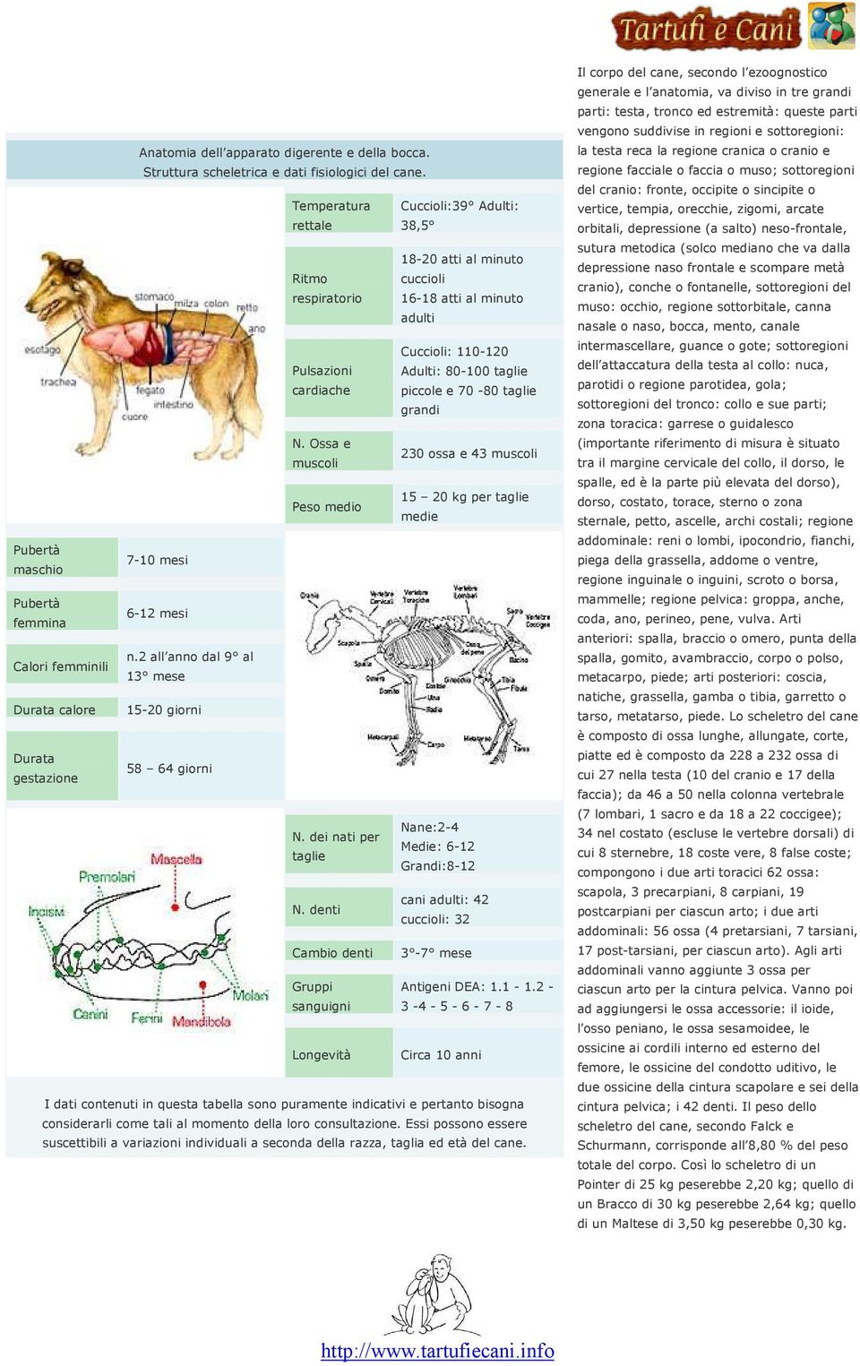 taglie grandi N. Ossa e 230 ossa e 43 muscoli muscoli 15 20 kg per taglie Peso medio medie Pubertà 7-10 mesi maschio Pubertà 6-12 mesi femmina n.