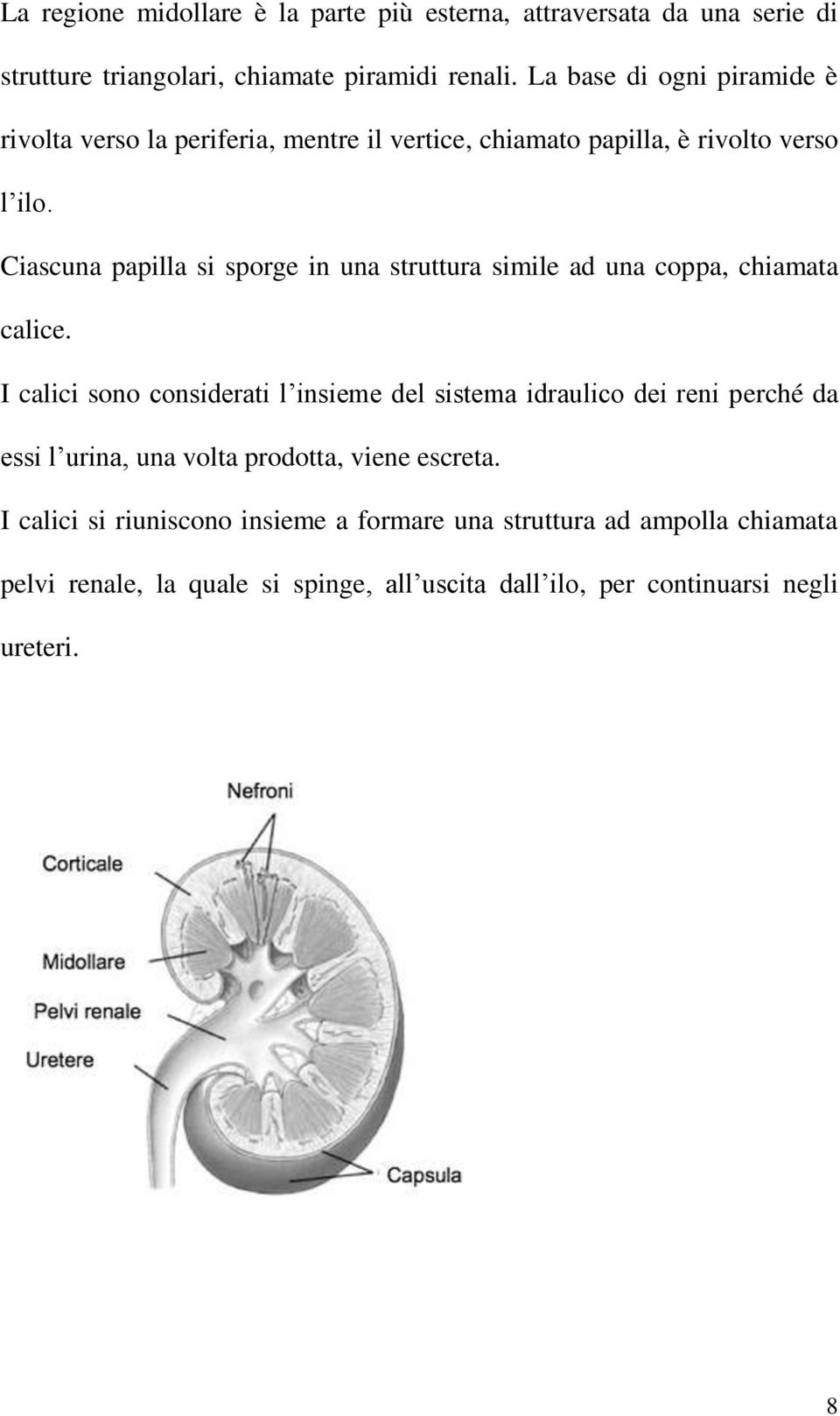 Ciascuna papilla si sporge in una struttura simile ad una coppa, chiamata calice.