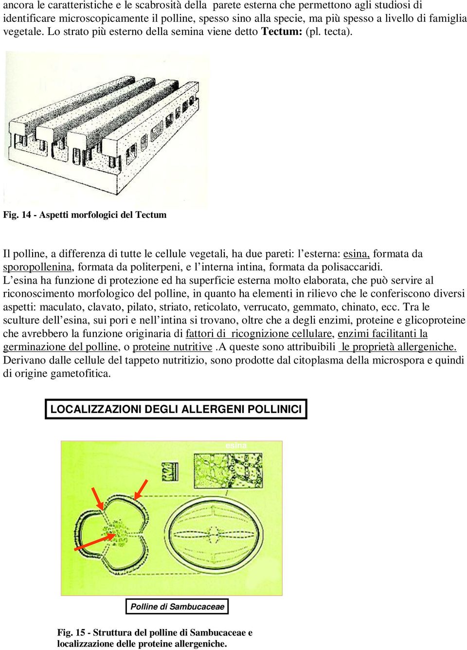 14 - Aspetti morfologici del Tectum Il polline, a differenza di tutte le cellule vegetali, ha due pareti: l esterna: esina, formata da sporopollenina, formata da politerpeni, e l interna intina,