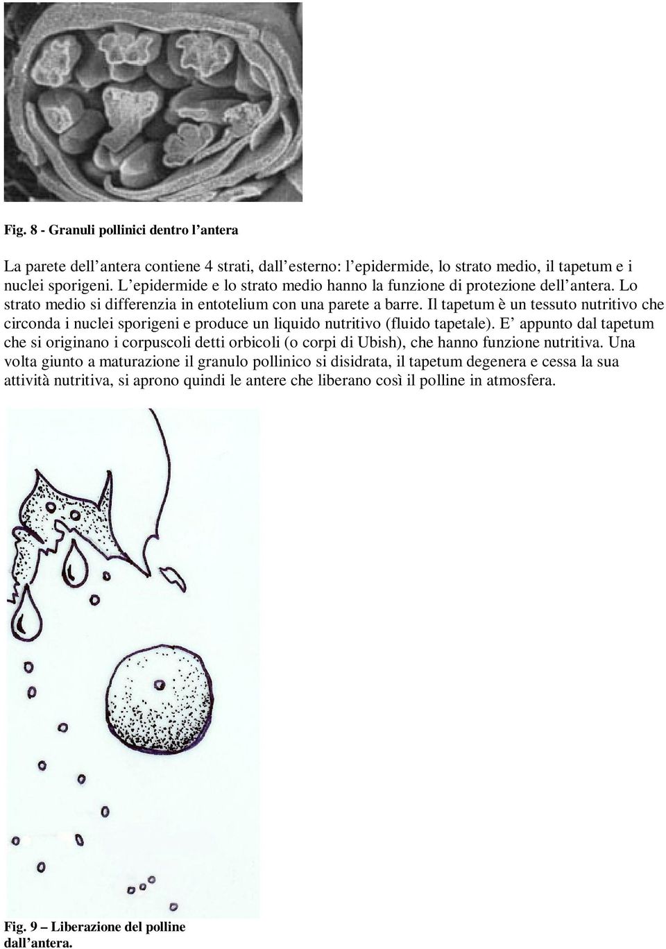 Il tapetum è un tessuto nutritivo che circonda i nuclei sporigeni e produce un liquido nutritivo (fluido tapetale).