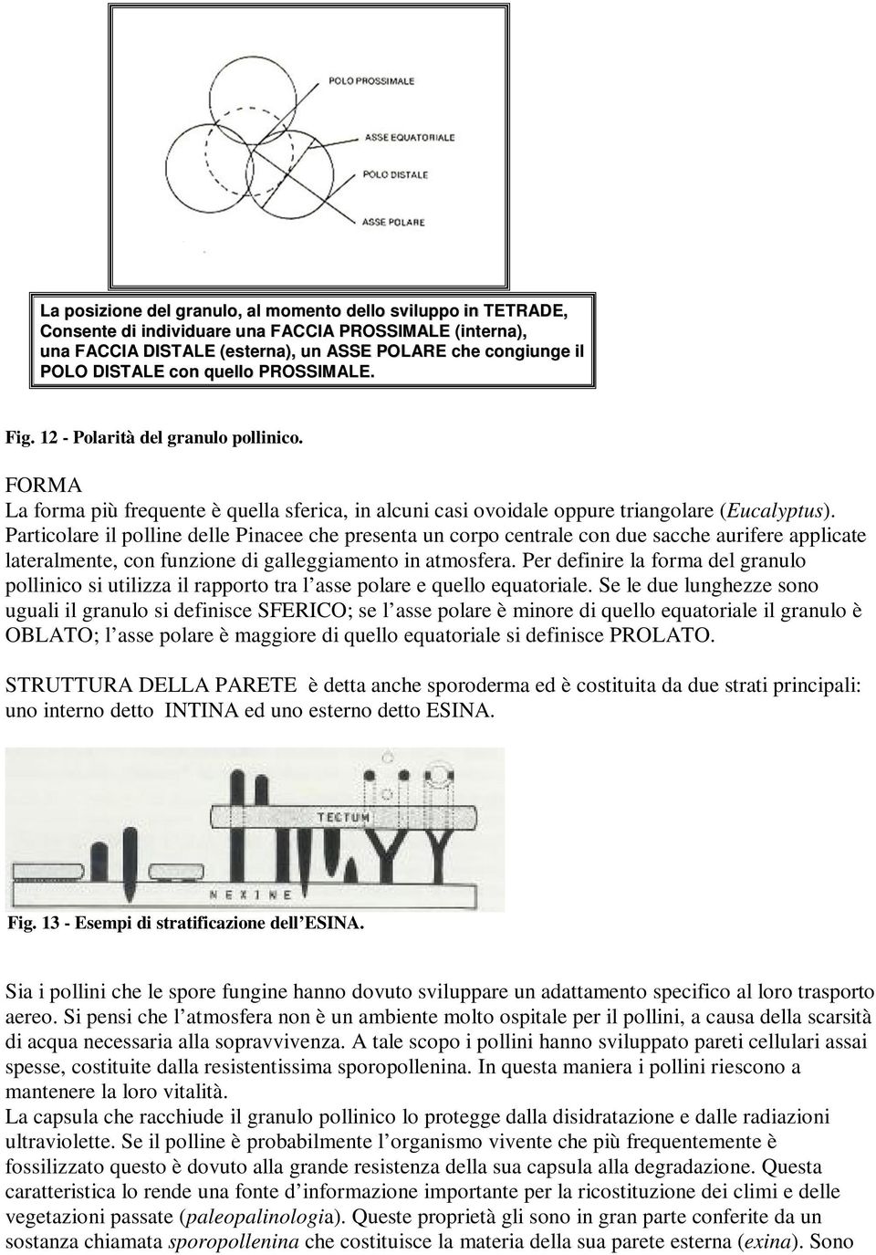 Particolare il polline delle Pinacee che presenta un corpo centrale con due sacche aurifere applicate lateralmente, con funzione di galleggiamento in atmosfera.