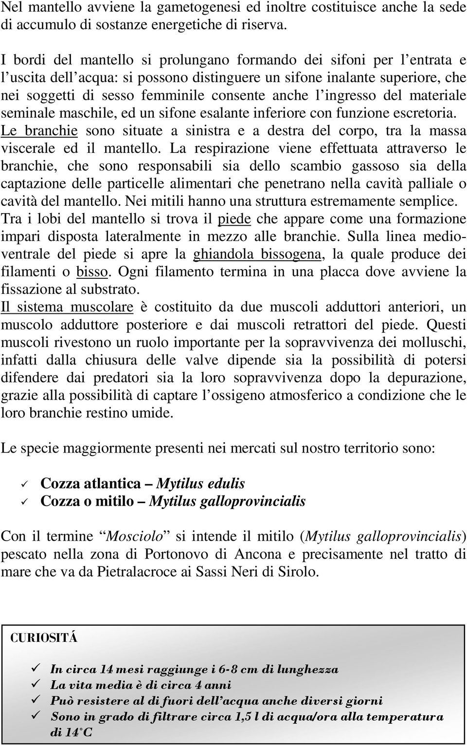 ingresso del materiale seminale maschile, ed un sifone esalante inferiore con funzione escretoria. Le branchie sono situate a sinistra e a destra del corpo, tra la massa viscerale ed il mantello.