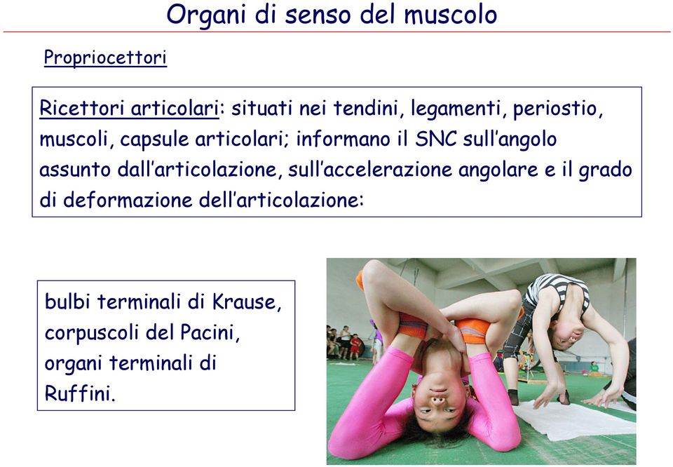 assunto dall articolazione, sull accelerazione angolare e il grado di deformazione