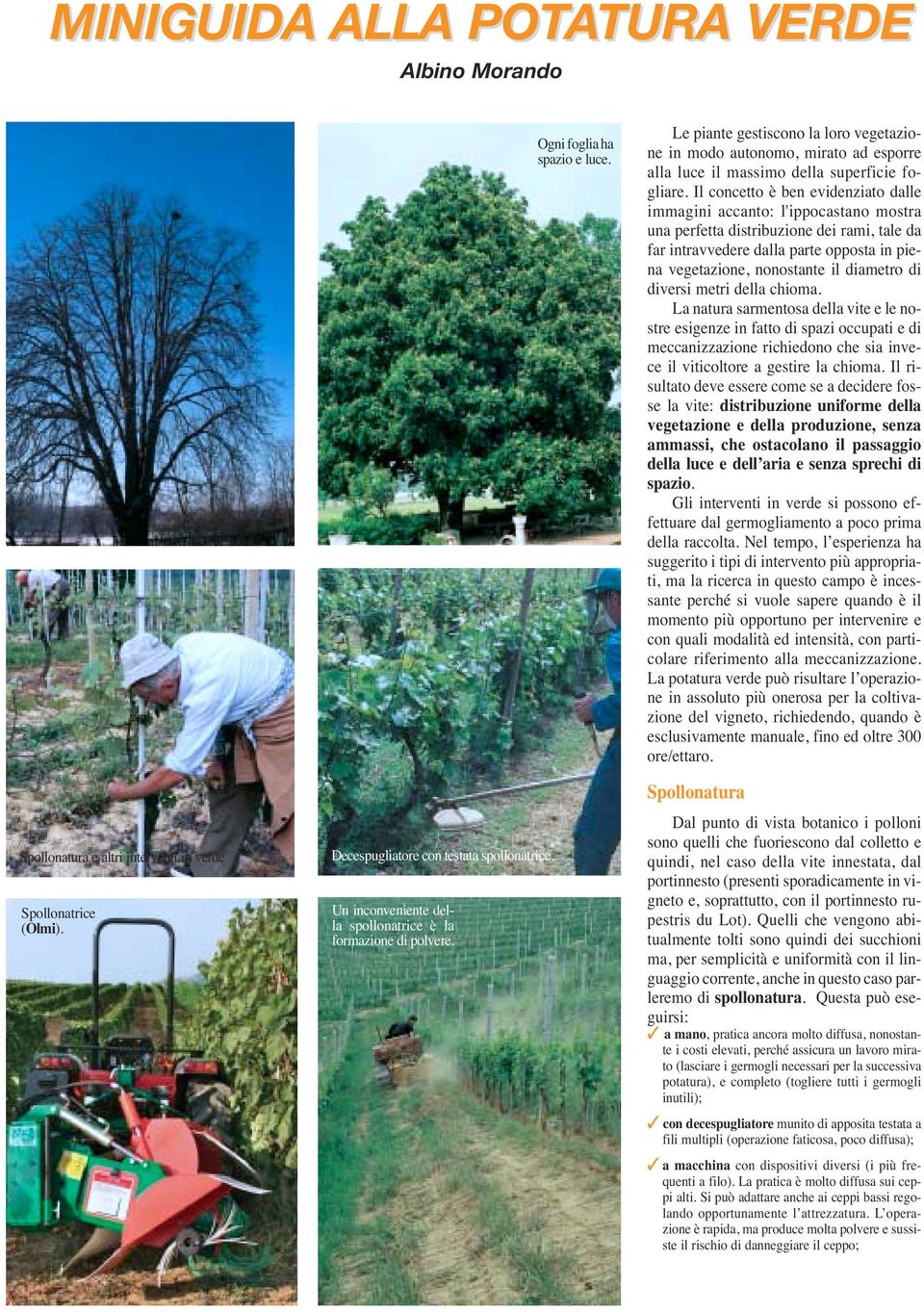 Il concetto è ben evidenziato dalle immagini accanto: l'ippocastano mostra una perfetta distribuzione dei rami, tale da far intravvedere dalla parte opposta in piena vegetazione, nonostante il