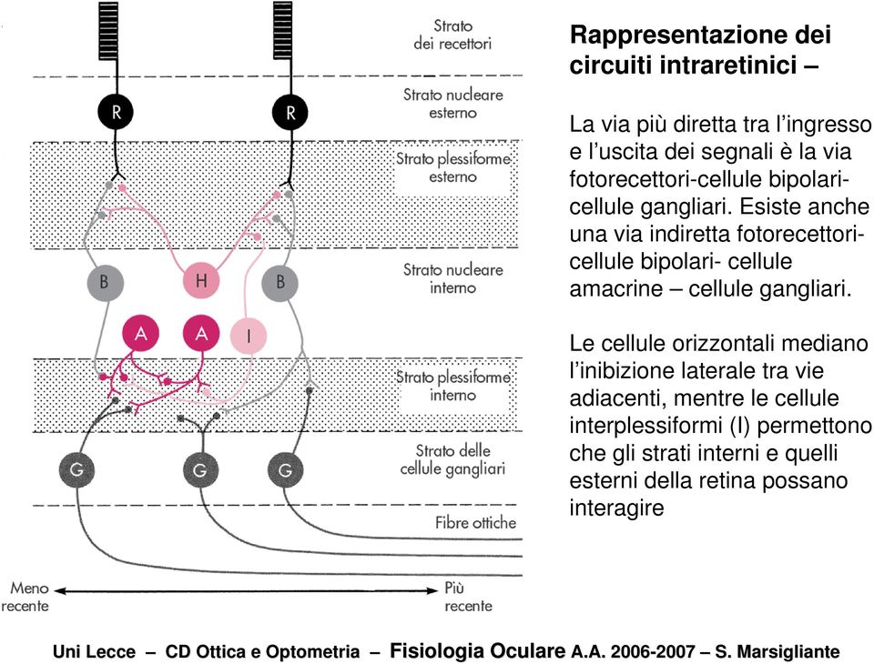 Esiste anche una via indiretta fotorecettoricellule bipolari- cellule amacrine cellule gangliari.