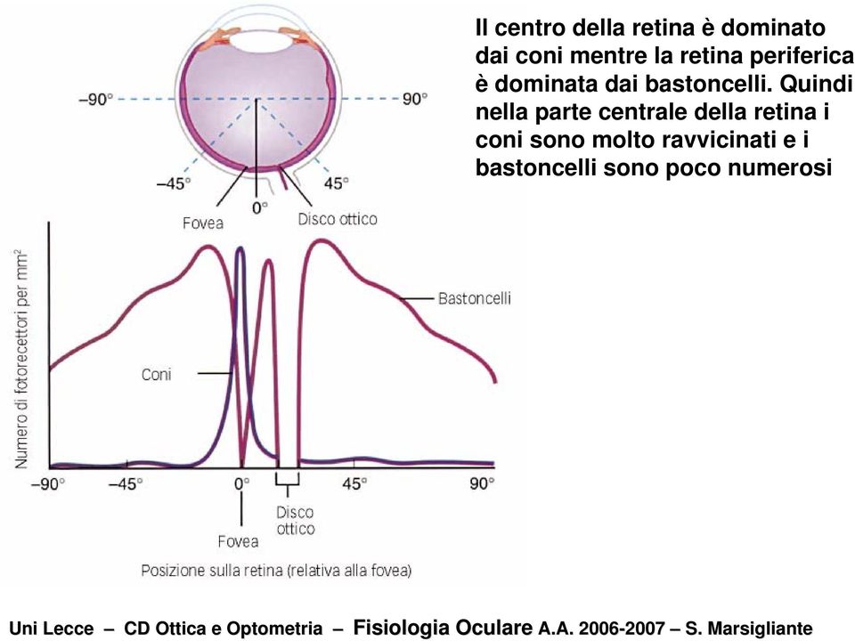 Quindi nella parte centrale della retina i coni