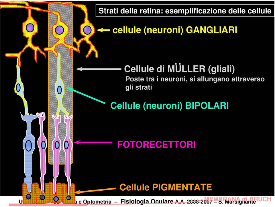 strati Cellule (neuroni) BIPOLARI FOTORECETTORI Cellule PIGMENTATE Uni Lecce CD