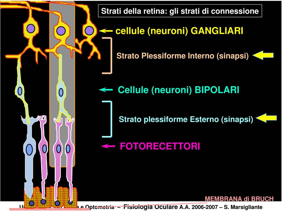 BIPOLARI Strato plessiforme Esterno (sinapsi) FOTORECETTORI Uni Lecce