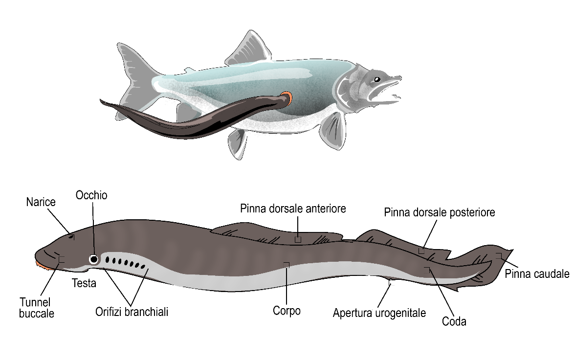 alcune specie la mantengono per tutta la vita;